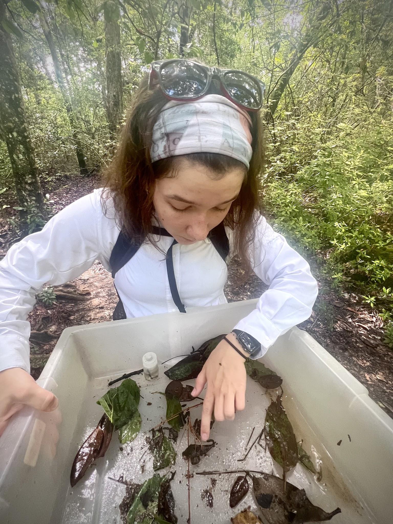 Camille Tinerella reviewing aquatic insect specimens.