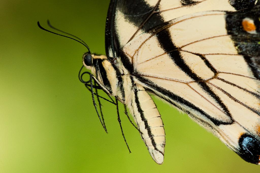 Close view of a black-and-white butterfly.