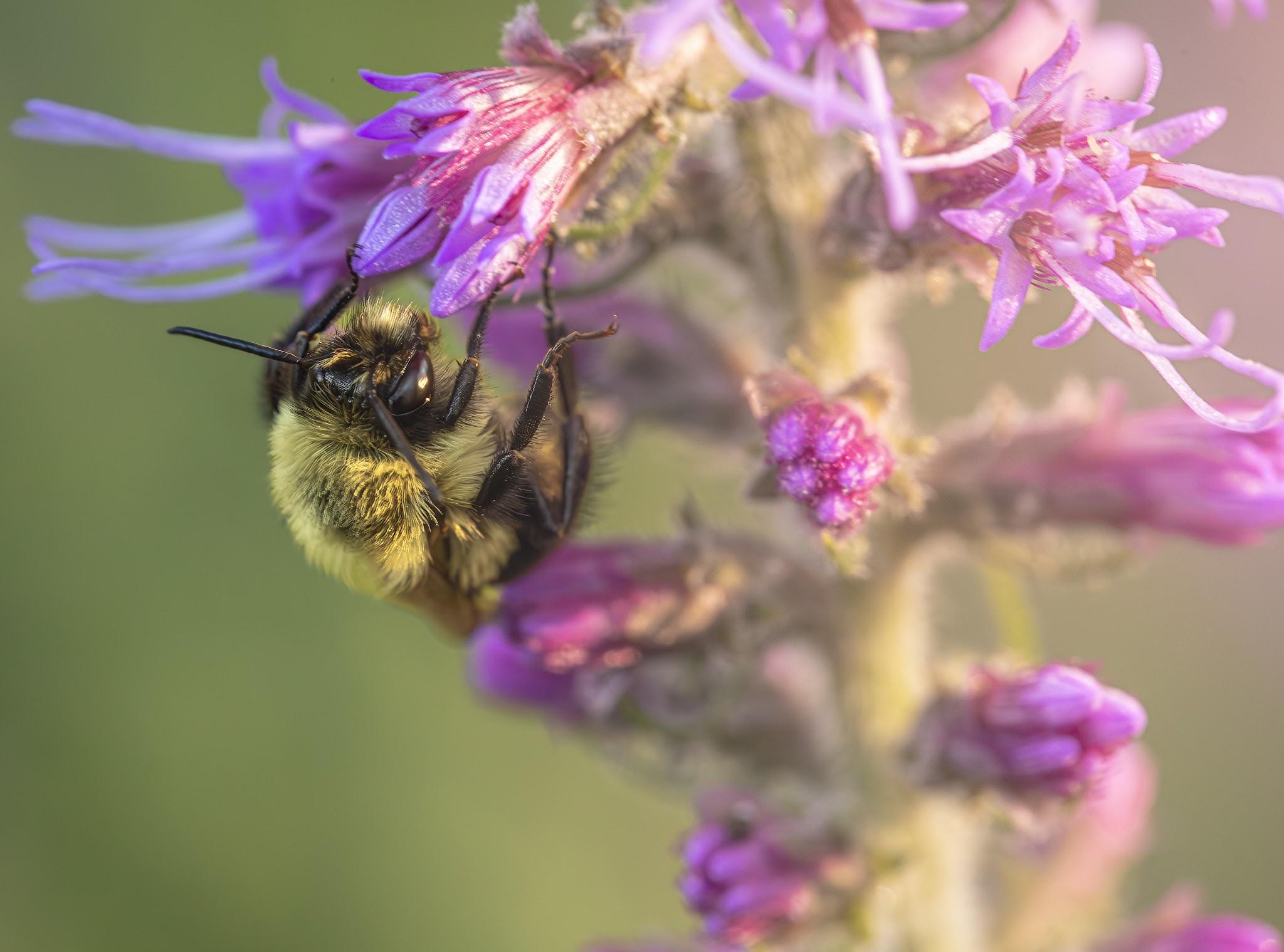 Bee visiting purple flowers.